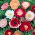WAR 100 SHIRLEY POPPY FLOWER SEEDS POPPY SEED RED AND PINK MIX