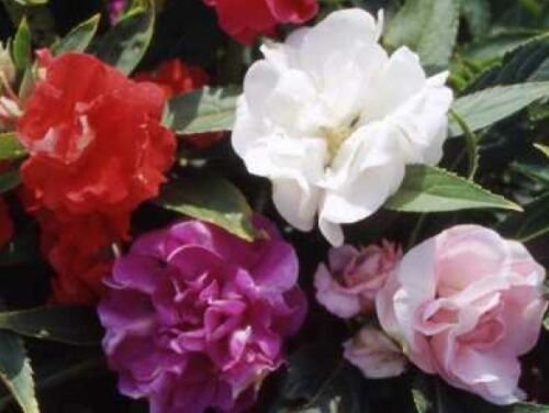 WAR IMPATIENS TOM THUMB MIX FLOWER SEEDS 25 NEW SEEDS IMPATIENCE
