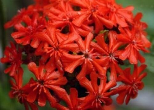 WAR MALTESE CROSS 100 NEW SEEDS