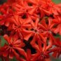 WAR MALTESE CROSS 100 NEW SEEDS