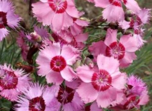 WAR COTTAGE PINKS SEEDS 50 NEW SEEDS