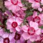 WAR COTTAGE PINKS SEEDS 50 NEW SEEDS