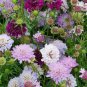 WAR PINCUSHION FLOWER 35 NEW SEEDS SCABIOAS ATROPUREA