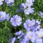 WAR BLUE LEWISII FLAX 100 NEW SEEDS