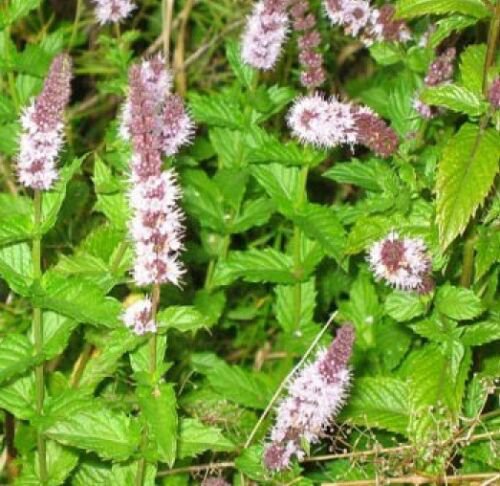 WAR SPEARMINT 150+ NEW SEEDS