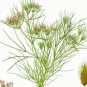 WAR 75 NEW CUMIN SEEDS