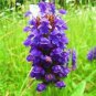 WAR HEAL ALL PRUNELLA VULGARIS 50 NEW SEEDS