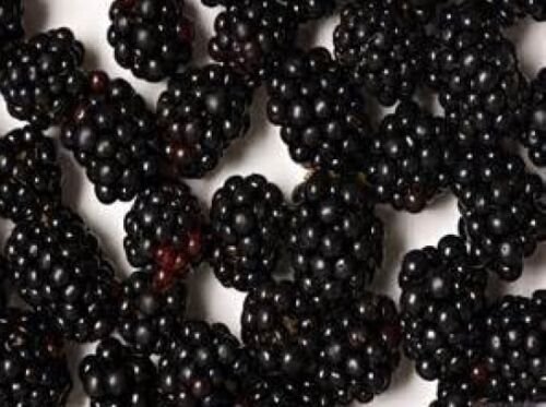 WAR 20 BLACKBERRY SEEDS