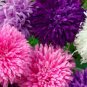 WAR GIANT CALIFORNIA ASTER FLOWER 50 NEW SEEDS