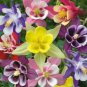 WAR COLUMBINE MCKANA MIX 50 NEW SEEDS