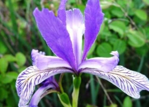 WAR WILD BLUE IRIS FLOWER 25 NEW SEEDS