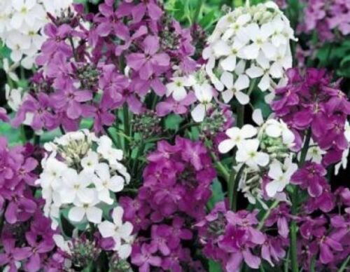WAR DAME'S ROCKET SEEDS MIXED COLORS 100 NEW SEEDS