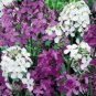 WAR DAME'S ROCKET SEEDS MIXED COLORS 100 NEW SEEDS