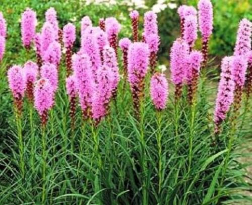 WAR GAYFEATHER BLAZING STAR FLOWER SEEDS 25 NEW SEEDS