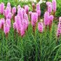 WAR GAYFEATHER BLAZING STAR FLOWER SEEDS 25 NEW SEEDS