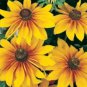 WAR GLORIOSA DAISY FLOWERS 100 NEW SEEDS