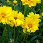 WAR COREOPSIS GRANDIFLORA TEXAS 100 NEW SEEDS