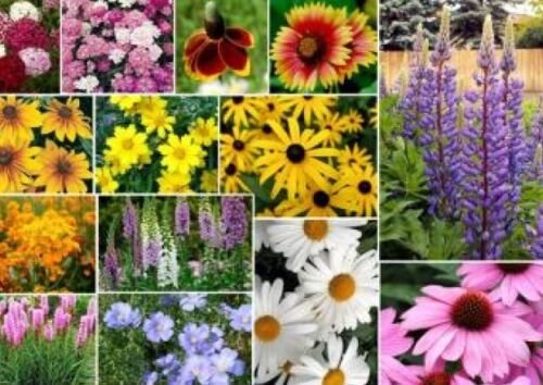 WAR 200 MIXED WILDFLOWER FRESH SEED