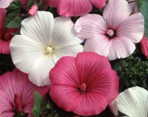 WAR ROSE MALLOW SEEDS MIXED PINK/WHITE 25 NEW SEEDS TREE MALLOW