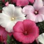 WAR ROSE MALLOW SEEDS MIXED PINK/WHITE 25 NEW SEEDS TREE MALLOW