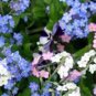 WAR FORGET ME NOT FLOWER SEEDS MIXED COLORS 100 NEW SEEDS