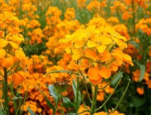 WAR SIBERIAN WALLFLOWER 100 NEW SEEDS