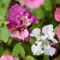 WAR CLARKIA FLOWER SEEDS 100 FRESH SEEDS