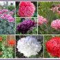 Poppy Double Mix 100 Seeds