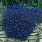 Cascade Blue 50 Seeds