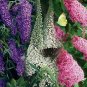 Butterfly Bush Mixed colors 50 Seeds