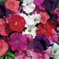 Petunia Hybrid Mix 100 Seeds