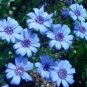 Heterophylla Blue 25 seeds