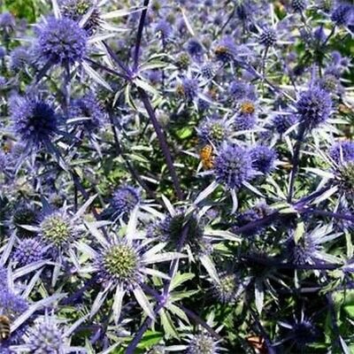 Eryngium Blue 100 Seeds