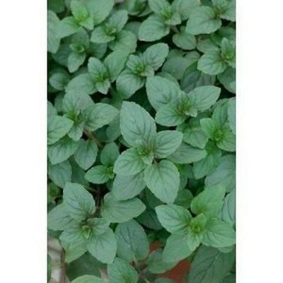 Peppermint Herb 100 Seeds