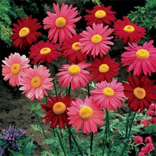 Chrysanthemum Mix 200 Seeds