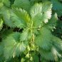 Stinging Nettle 100 Seeds