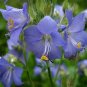 Jacob's Ladder Blue 50 Seeds