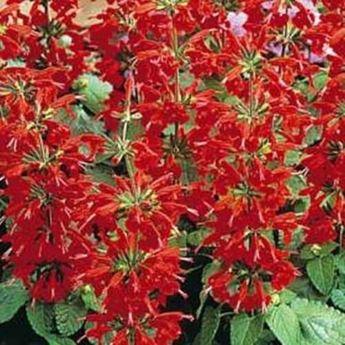 Salvia Coccinea 200 Seed