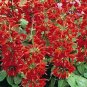 Salvia Coccinea 200 Seed