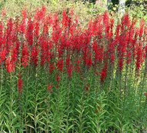 Cardinal Flower 50 Seeds