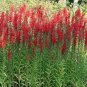 Cardinal Flower 50 Seeds