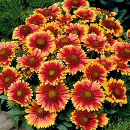 Gaillerdia 100 Seeds