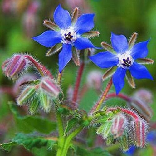 Borage 50 Seeds