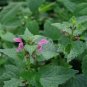 Marrubium Vulgare 200 Seeds