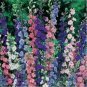 Rocket Larkspur Mix 200 Seeds