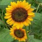 Dwarf Sunspot 100 Seeds