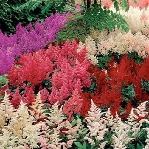 Astilbe Mix 50 Seeds