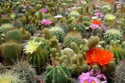 Cactus Mix 25 seeds