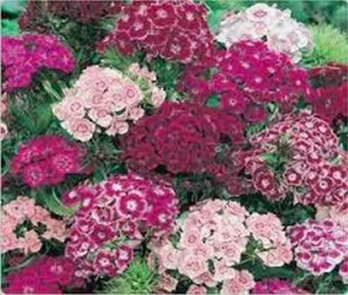 Sweet William Mix 200 Seeds