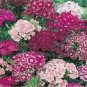 Sweet William Mix 200 Seeds